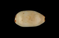 藏品(雨絲寶螺)的圖片